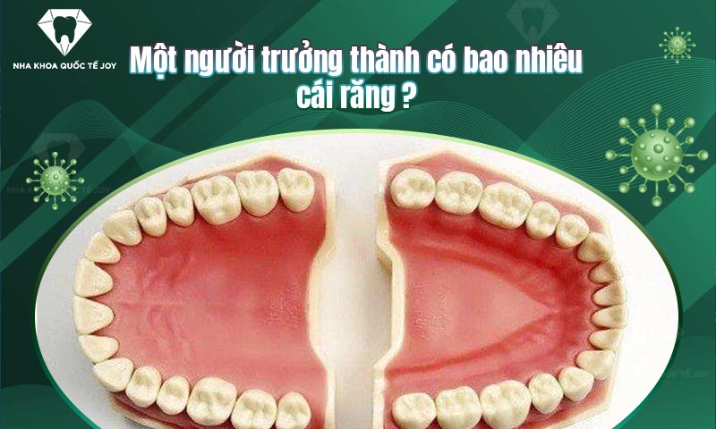 Một người trưởng thành có bao nhiêu cái răng?